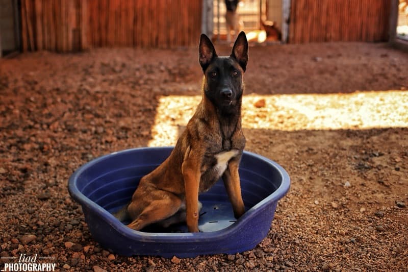 כלב בתנאי פנסיון אילוף מקצועי של AllDog