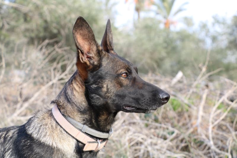 מלינואה בלגי פרופיל אלגנטי